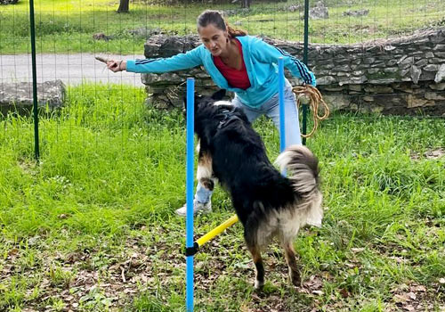 séance d'agility, le chien saute au-dessus d'une barre