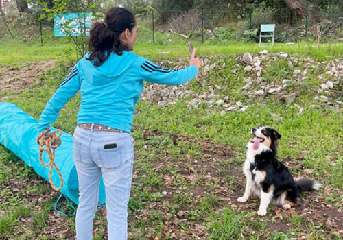 séance d'agility