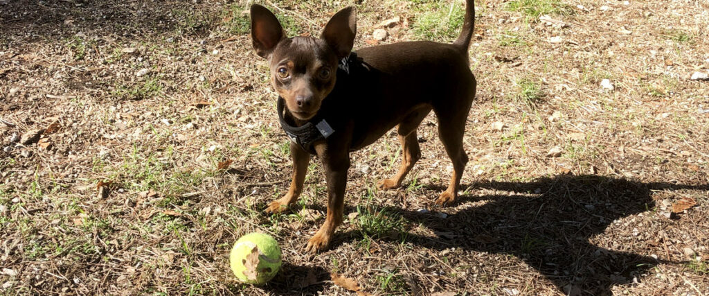 Avant de prendre un chien: les questions à se poser