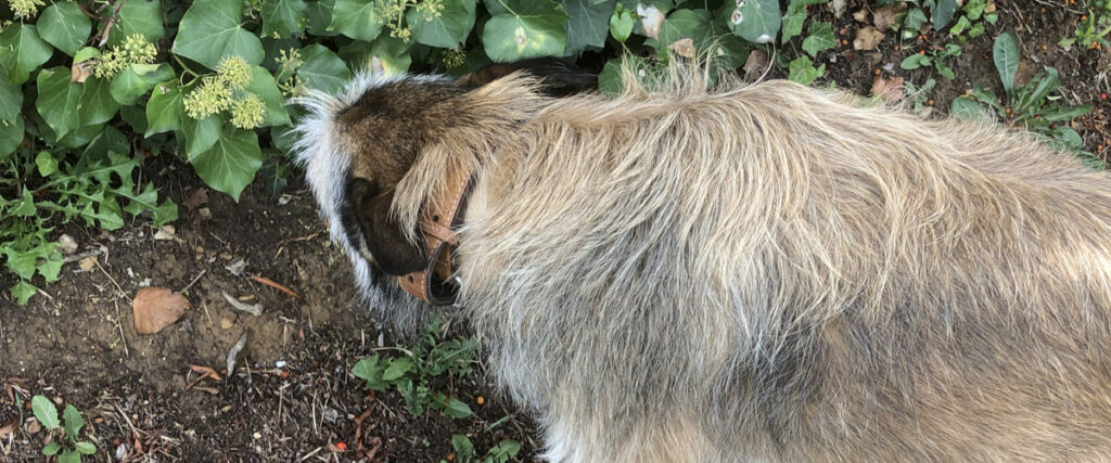 la promenade, un moment essentiel pour le chien